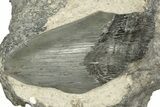 Three Partial, Fossil Megalodon Teeth In Rock - South Carolina #227419-2